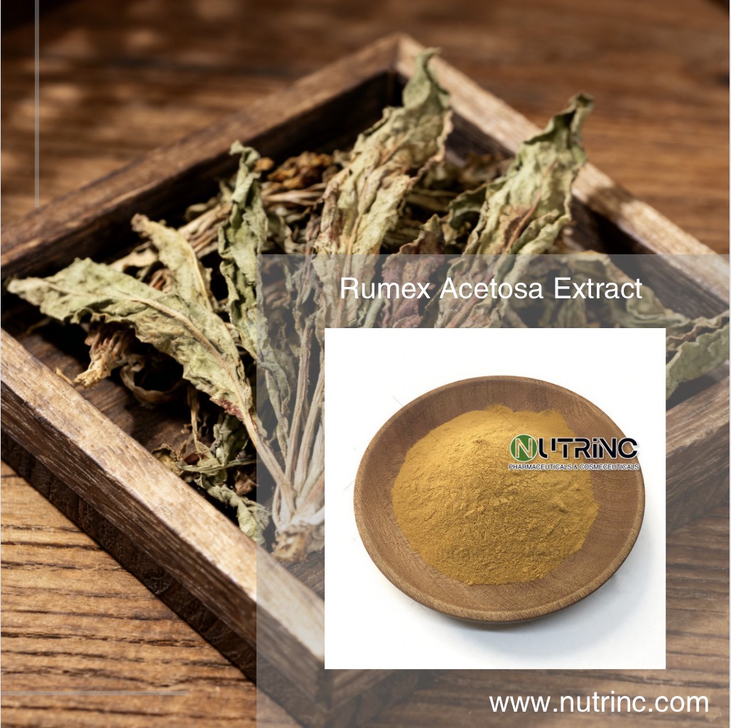 Rumex Acetosa Extract Nepodin 10% 20%