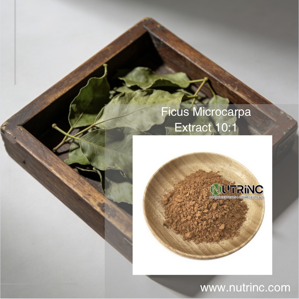 Ficus Microcarpa Extract 10:1