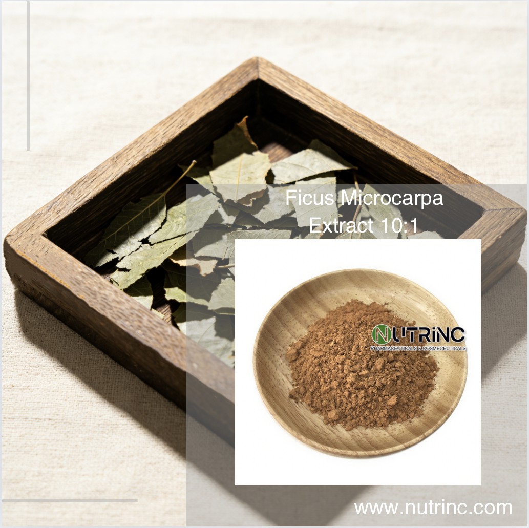 Ficus Microcarpa Extract 10:1