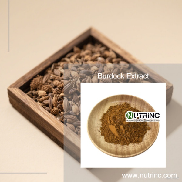 Burdock Root Extract Arctiin 10% 20%   