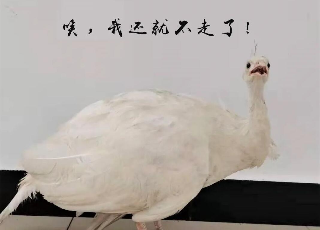 渗滤液处理站来了只白孔雀(图4)