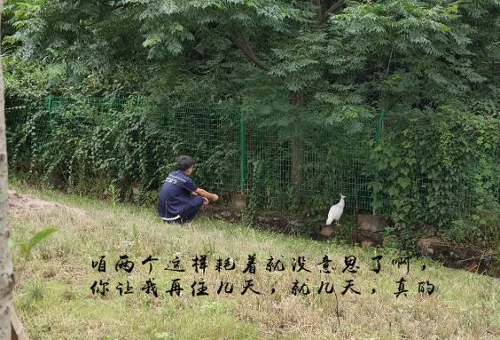 渗滤液处理站来了只白孔雀(图5)