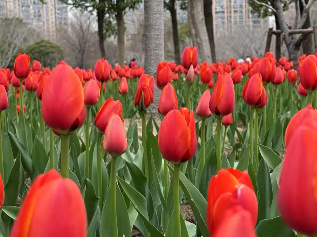 浙江邦得利组织2025年38妇女节“魅力巾帼，浪漫灵湖赏花行”活动