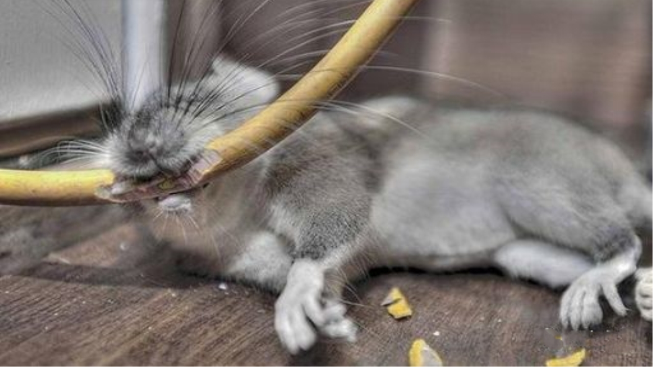 老鼠白蚁经常对线缆造成损伤,...