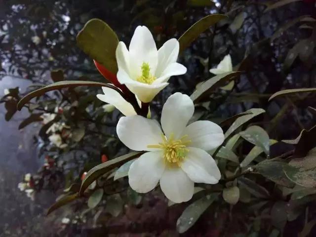 昆明十峰之老圭山一日攀登