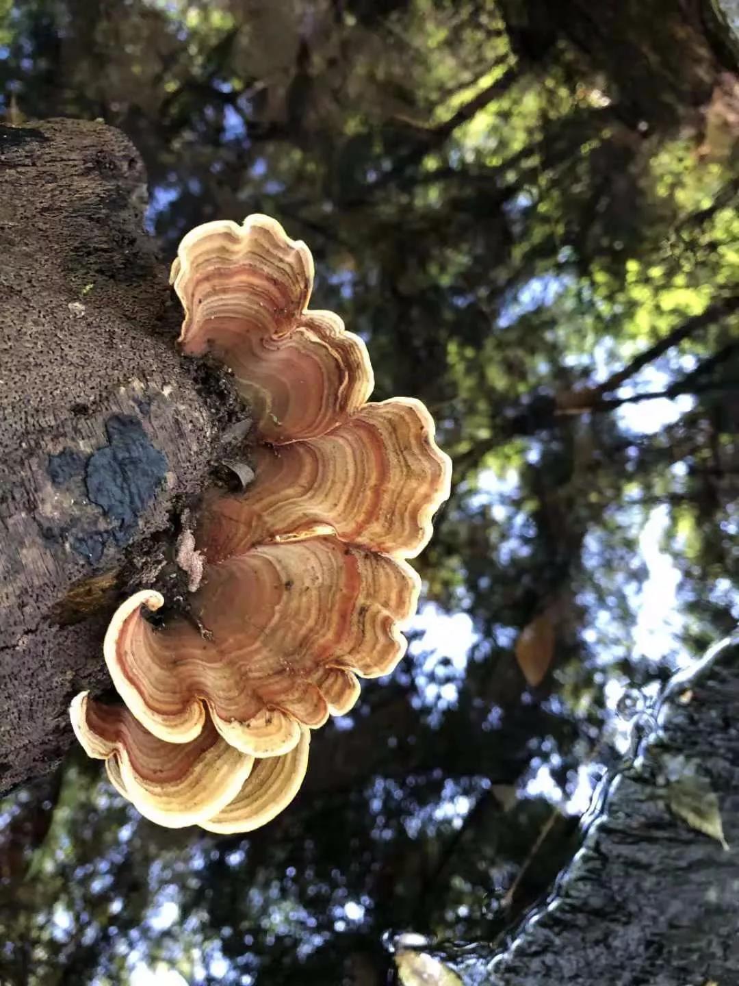 徒步 | 一个隐藏在安宁的人间仙境——水神桥穿越至勤丰营！