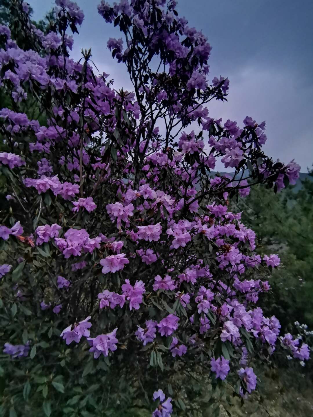 徒步露营 | 5月23-24日轻装徒步露营轿子雪山东坡