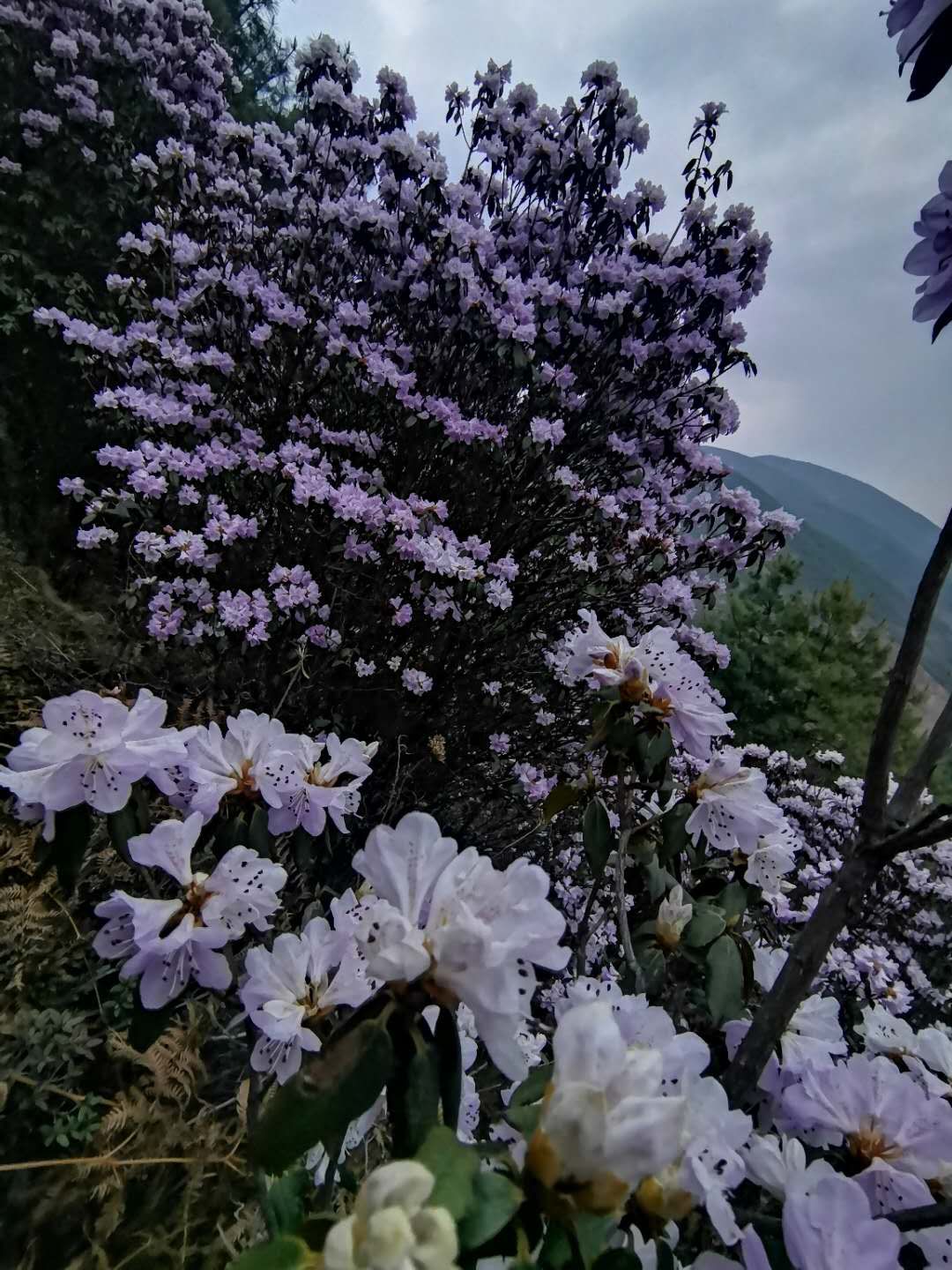 徒步露营 | 5月23-24日轻装徒步露营轿子雪山东坡