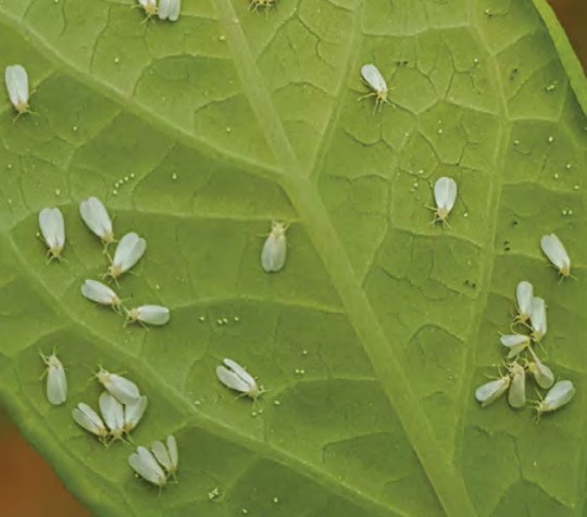 蓝莓园的白粉虱防治