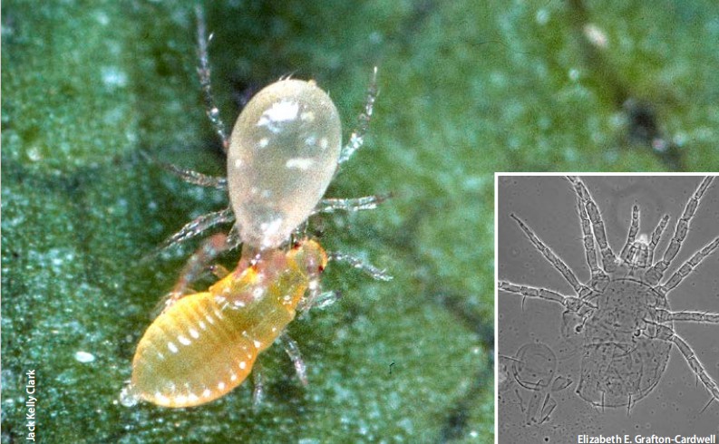  如何选择捕食螨进行生物防治