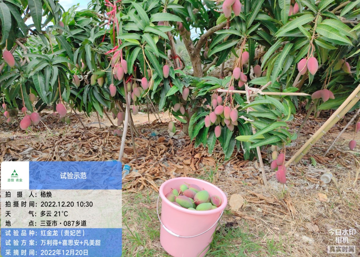 芒果缺素症状及对策