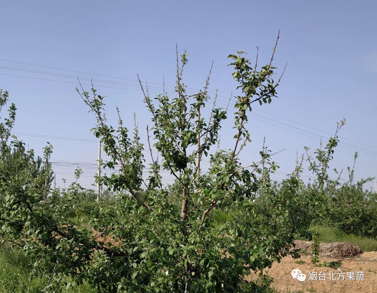 苹果缺锌的管理措施