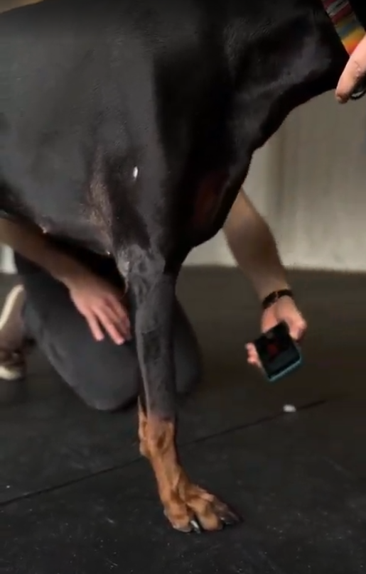 Dobie prosthetic 4 有趣的实现：Elegoo和3Dpets为Rey Dobman Pinsher制作3D打印腿-3D打印行业资讯网