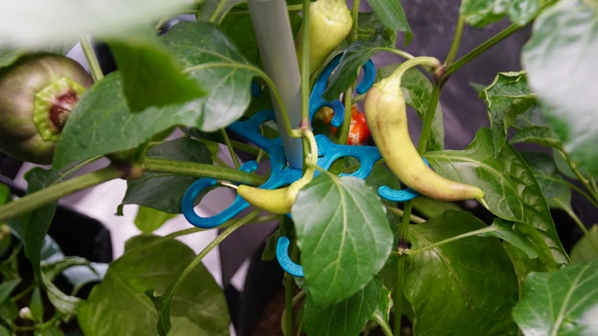 植物支撑钩 #3DThursday #3DPrinting « Adafruit Industries - 创客、黑客、艺术家、设计师和工程师！