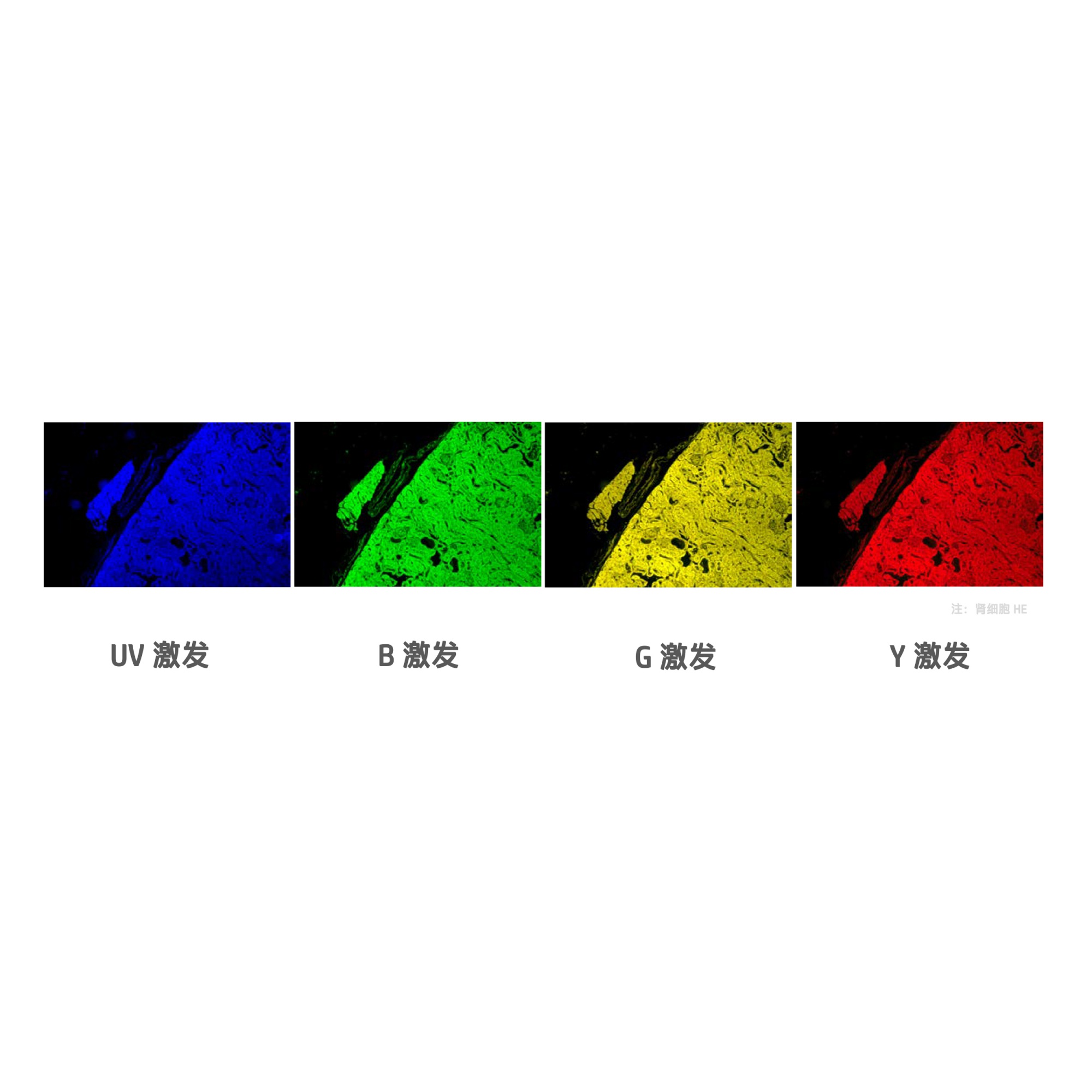 FN系列显微镜四色电动荧光模块FN-UVBGY-E-副本