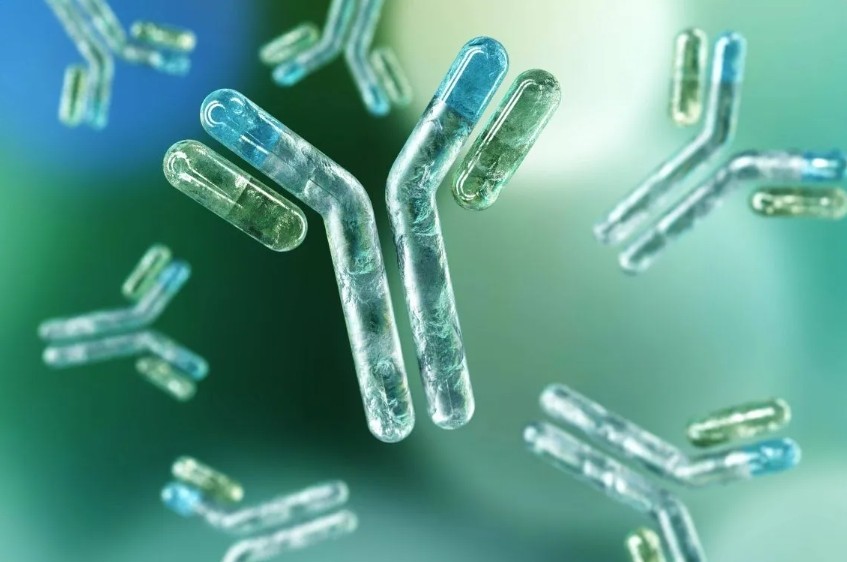 8883net新葡新京生物首创“二抗组合”解决Co-IP实验轻重链干扰难题