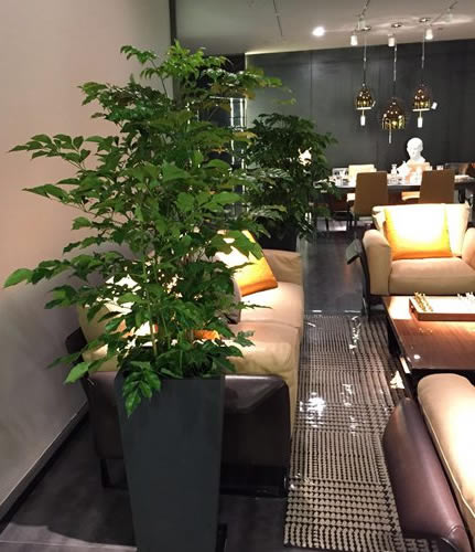 绿植租赁