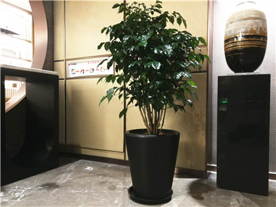 山茶苏州绿植租摆也会使用