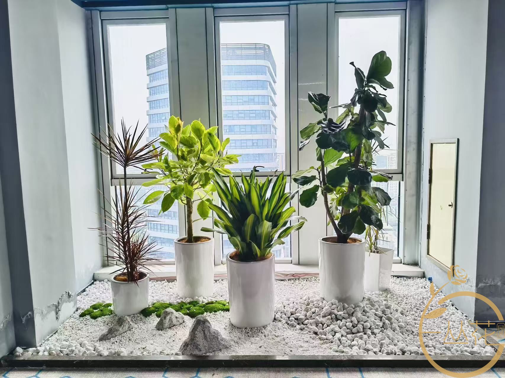 苏州办公室绿植租摆服务指南：本地企业这样...