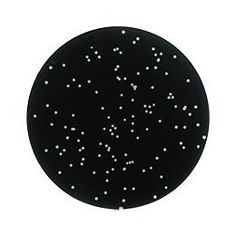 <span>Dénombrement - En surface et en masse</span>