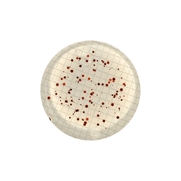 <span>Dénombrement - Membranes de filtration</span>
