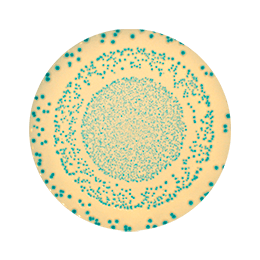 <span>Dénombrement - Cercle</span>