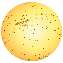 <span>Dénombrement - PetriFilm</span>