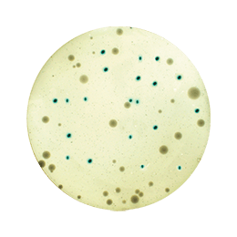 <span>Dénombrement chromogéniques</span>