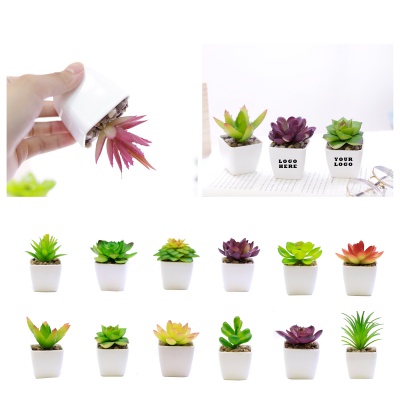 Artificial Succulent Plants in White Pots