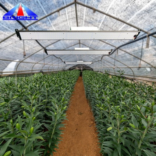 V4 100W LED Plant Grown Light