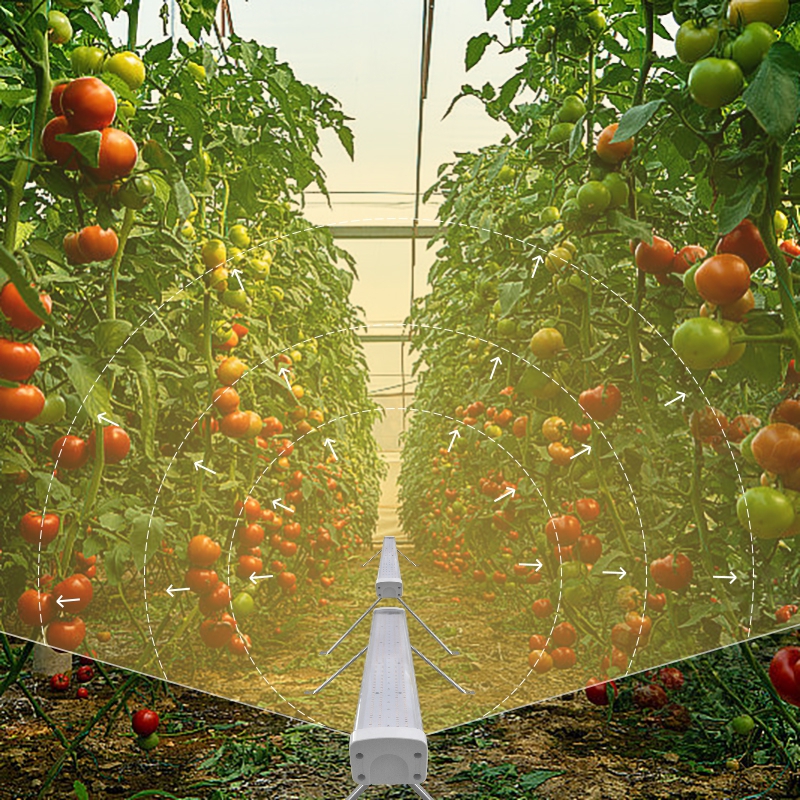Plant Inter Lighting