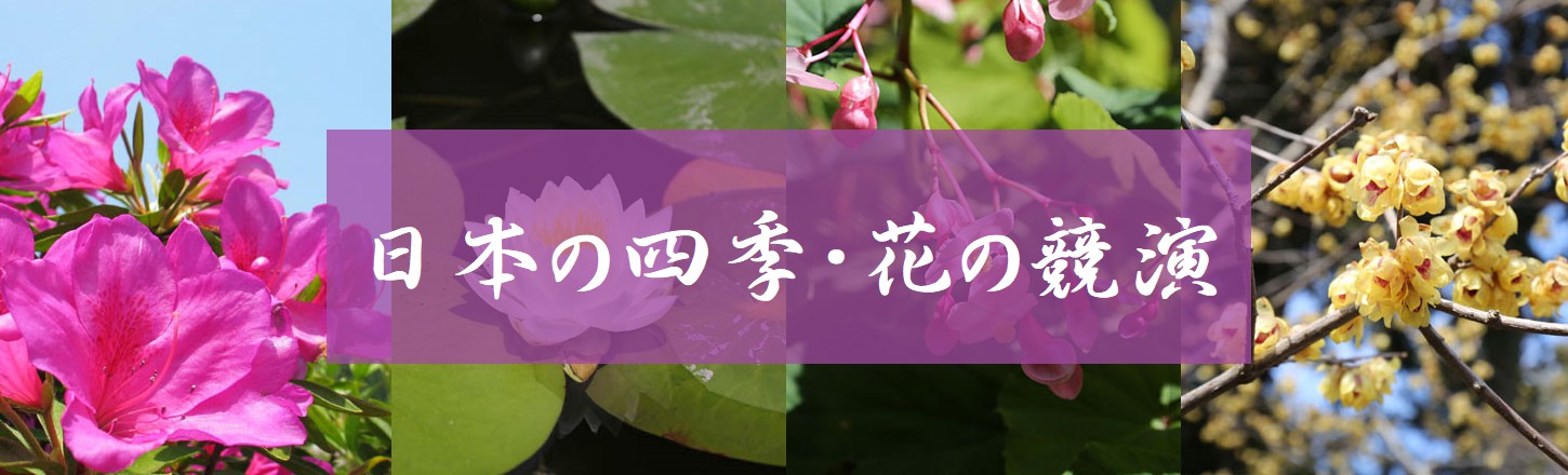 日本的四季・花的争艳
