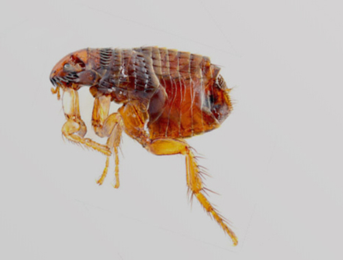 Flea