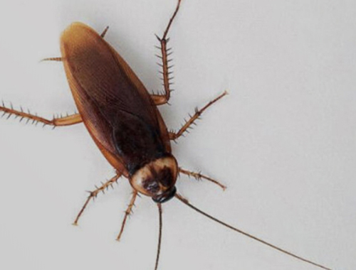 Cockroach