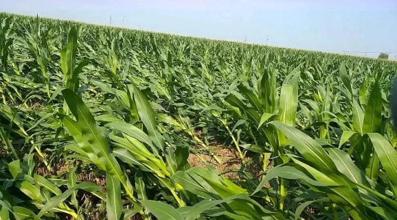 解答！同样的玉米品种，为啥有抗倒和不抗倒之别？