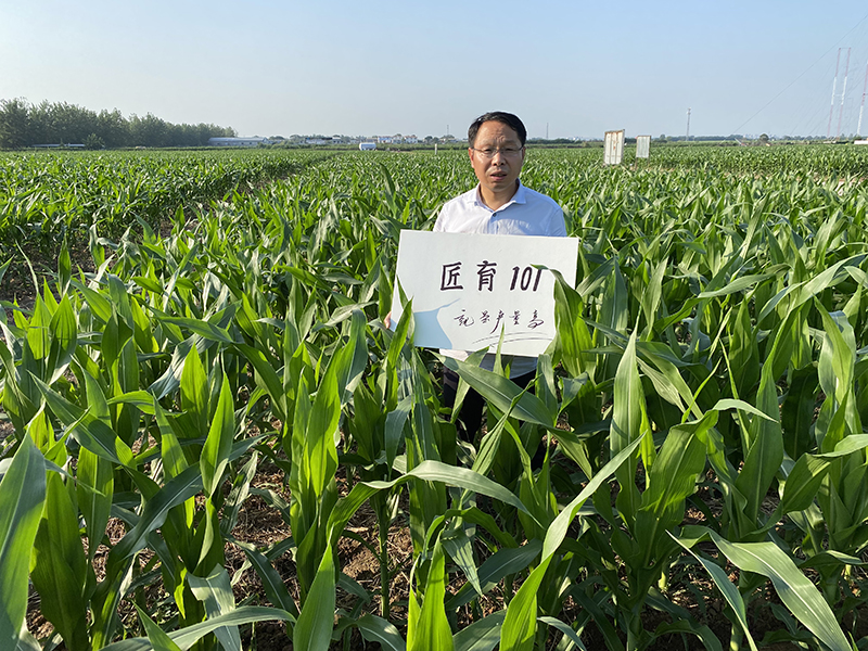 决定玉米产量高低的四个关键时期