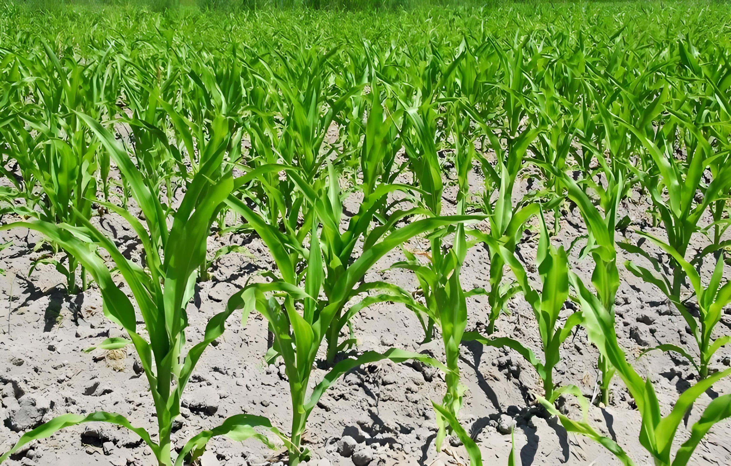 玉米6大种植误区！对照一览