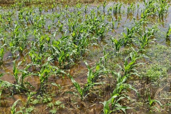 玉米更怕苗期被水淹还是更怕后期雨水大？