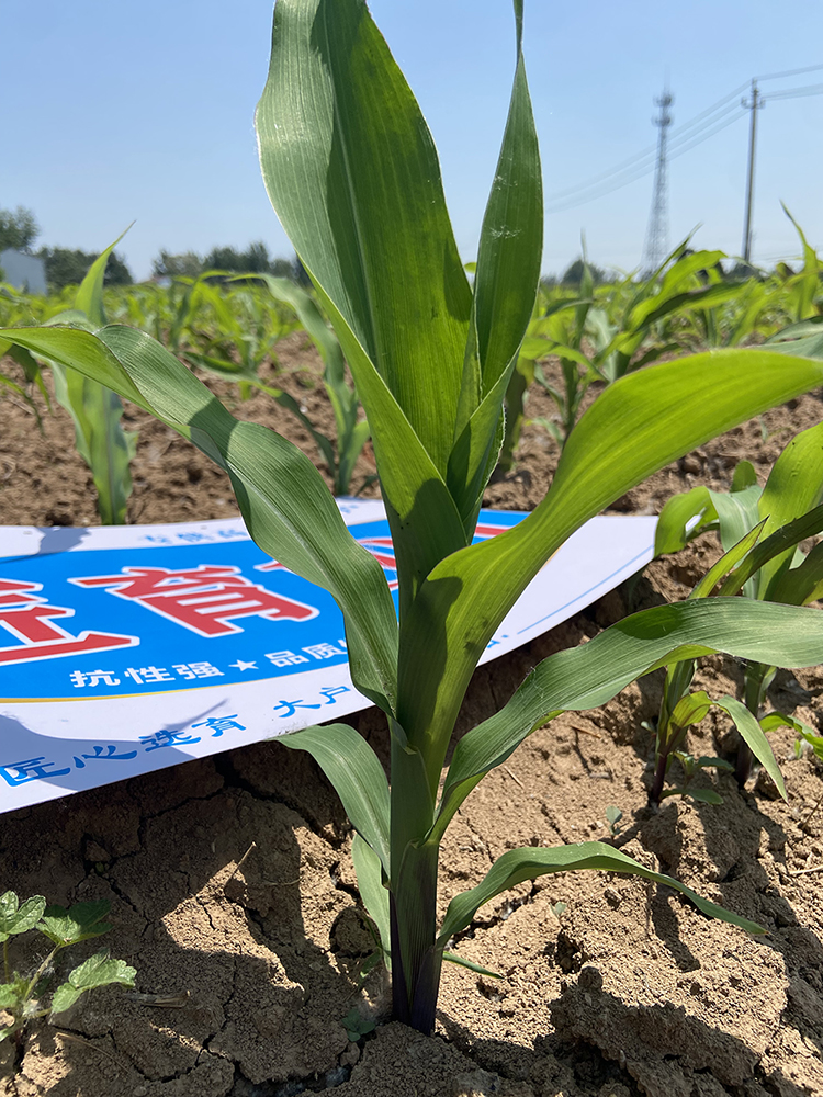 密植高产是我国玉米育种的最核心目标