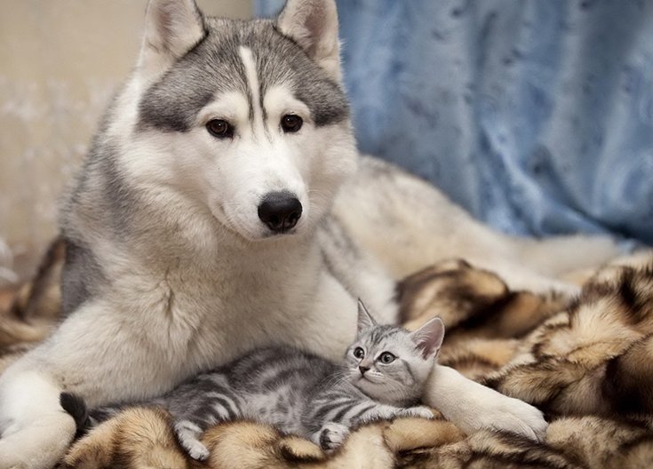China's pet food economic development report: high-speed growth