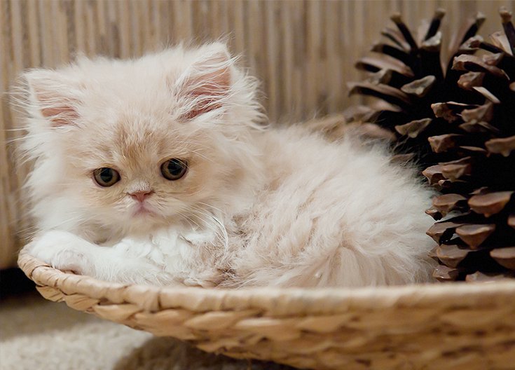 Classification and functional analysis of pet food