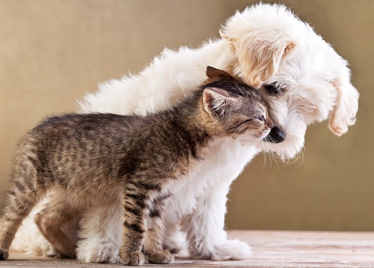 Classification and functional analysis of pet food