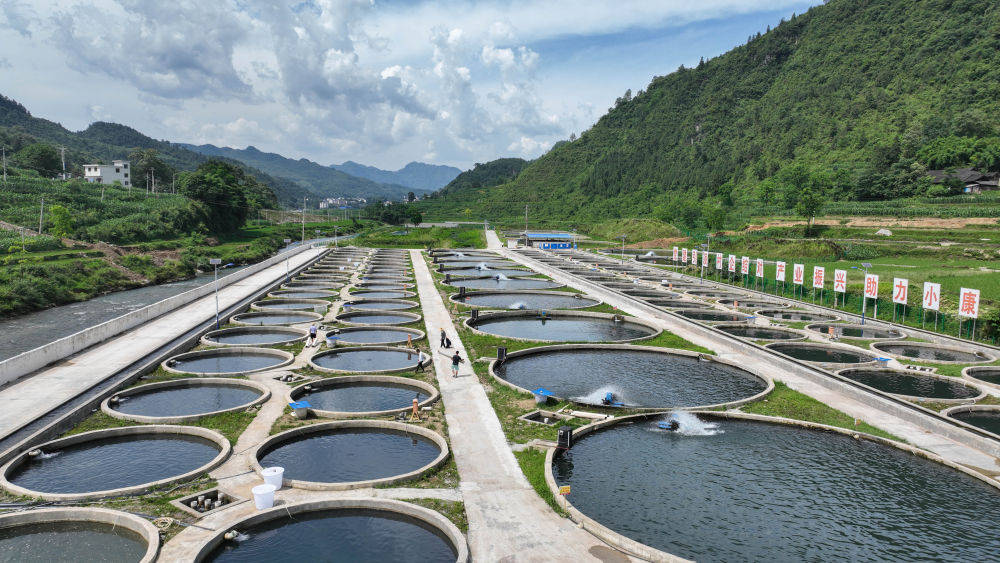 Bird Control in Fish Farms: How Laser Bird Deterrents Protect Aquaculture