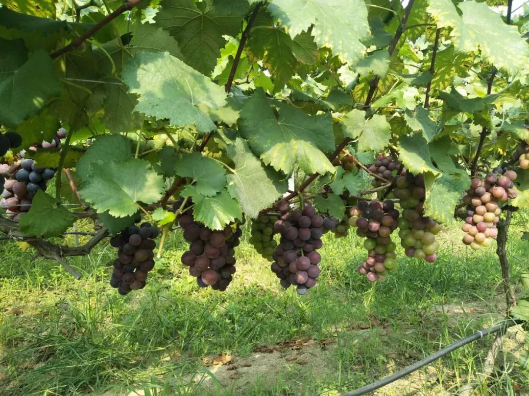 Vineyard Bird Protection: How Laser Bird Deterrents Help Reduce Grape Loss