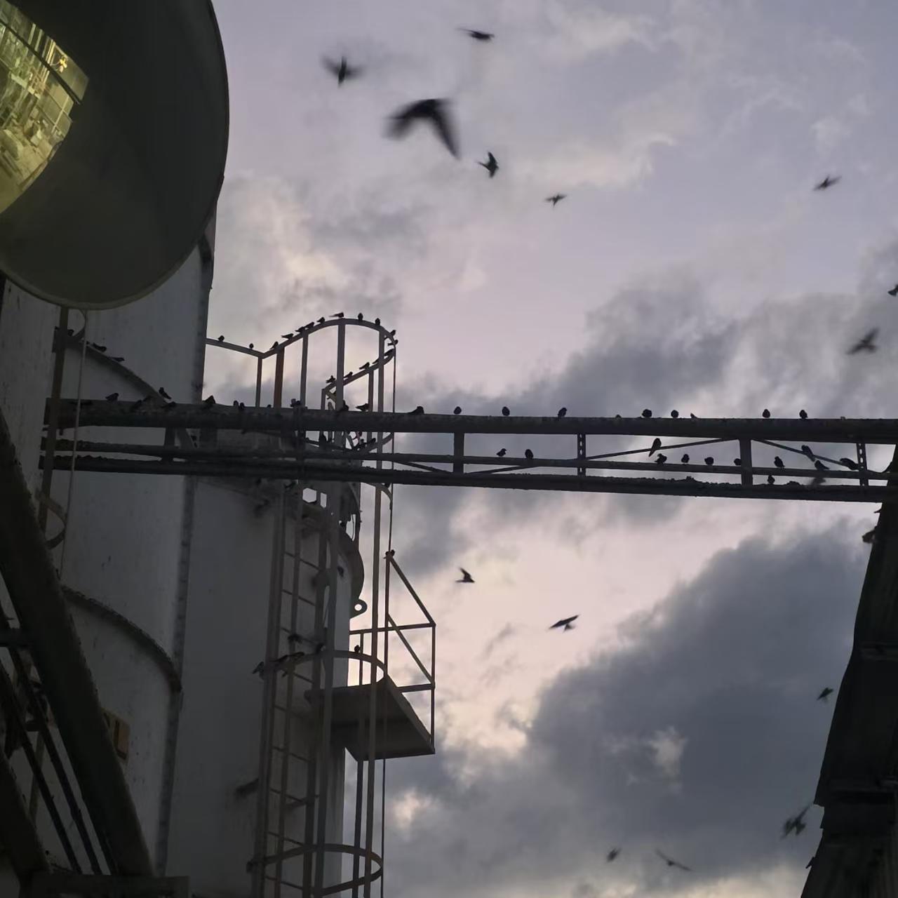 10 Lessons from 10+ Years in the Bird Control Industry: How to Solve Bird Problems More Effectively