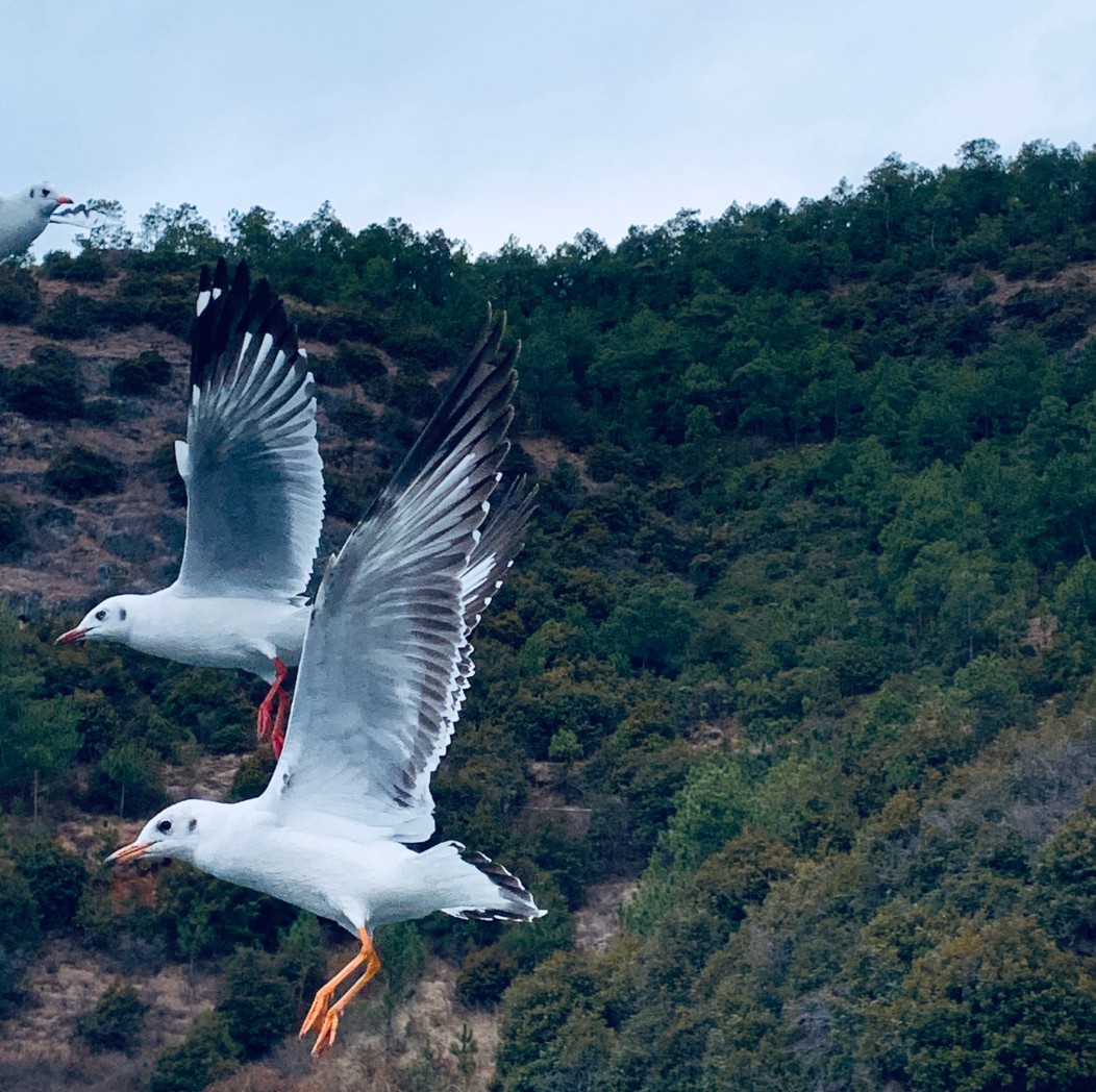 Bird Control in Aquaculture: How to Protect Fish Farms from Bird Predation