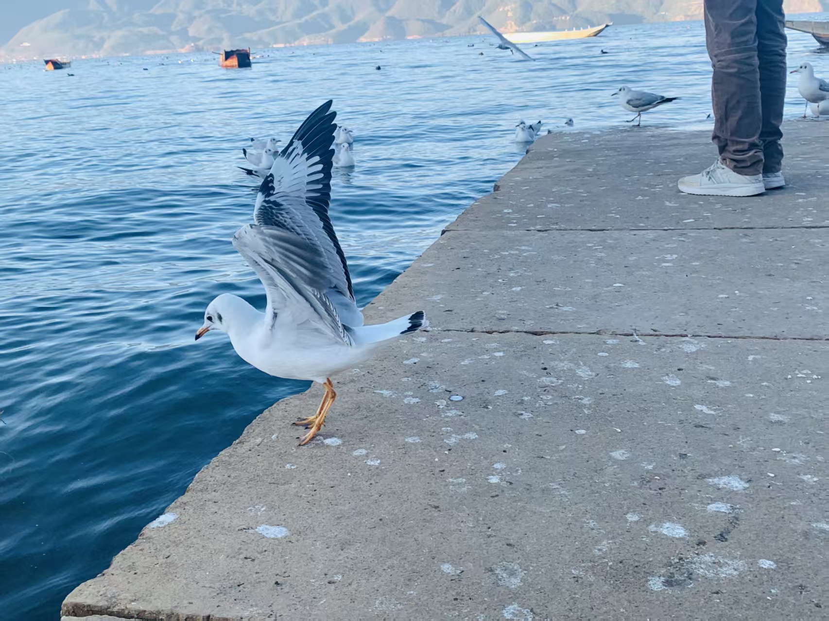 How to Keep Birds Away from Fish Farms and Aquaculture Ponds