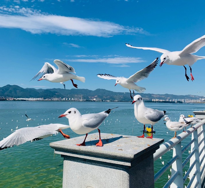 How to Keep Seagulls Away from Boats, Yachts and Marina Docks