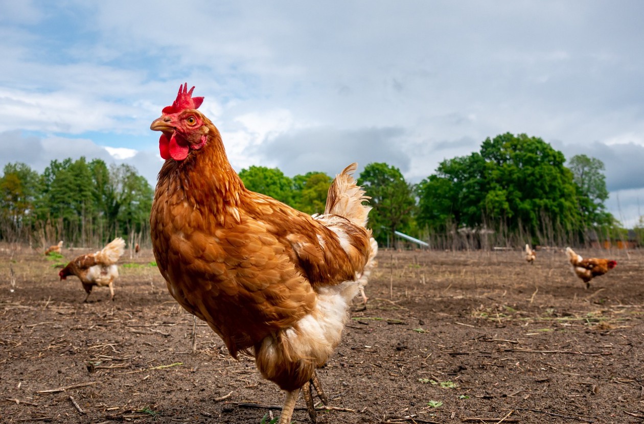 Bird Control in Poultry Farms: How to Protect Chicken Farms, Feed Storage and Livestock Facilities